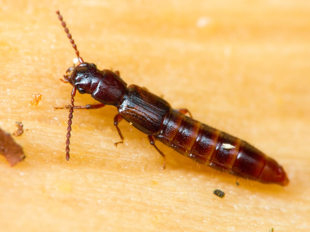 Siagonium quadricorne Kirby & Spence, 1815